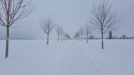 Allee-Der-Kahlen-Bäume-Im-Winter