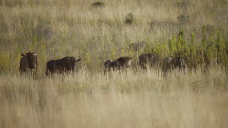 Close-Up-of-Wildebeest-in-Savannah-in-4k-slow-motion