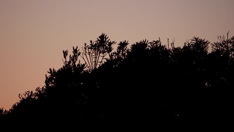 Silhouette-Grasblume-Auf-Sonnenuntergang-Hintergrund