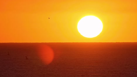 Slow-motion-shot-of-black-silhouettes-of-flying-seagull-against-orange-sunset-sky