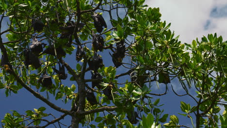 Fruit-bat,-flying-foxes,-megabat,-sleeping-on-a-tree-hanging-upside-down