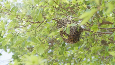 Bienenkugel-In-Einem-Baum-In-4k