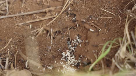 Close-Up-Zoom-on-Ants-Nest-with-eggs-4k