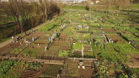 Aerial-view-of-community-garden-in-the-City