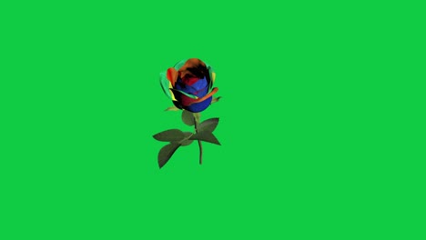 Lgbt-Rotierende-3d-rosenblume-Mit-Mehrfarbigen-Blütenblättern-Und-Grünem-Bildschirm-Für-Chroma-schlüssel-Im-Hintergrund