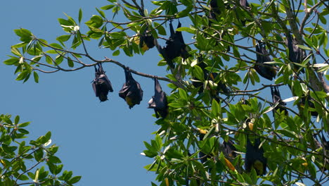 Murciélago-De-La-Fruta,-Megabat,-Durmiendo-En-Un-árbol-Colgado-Boca-Abajo,-Zorros-Voladores