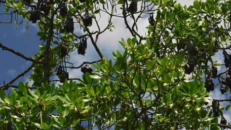 Fruit-bat,-flying-foxes,-megabat,-sleeping-on-a-tree-hanging-upside-down