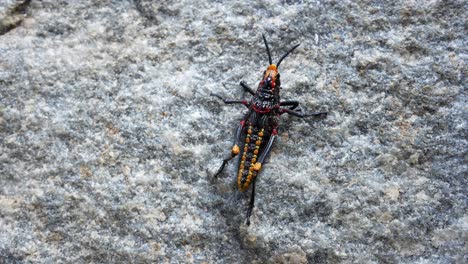 Close-Up-Of-a-Locust-Walking-on-a-Rock-4k