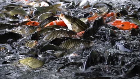 A-swarm-of-koi-fish-carps-during-feeding-in-freshwater