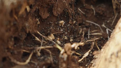 Slow-Motion-Close-Up-of-a-Troop-of-Ants-in-Nest-4k