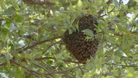 Zoom-in-Angle-Of-A-Ball-of-Bees-in-Tree