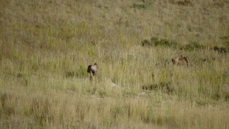 Long-Shot-of-Wildebeest-in-Nature-Slow-Motion-4k