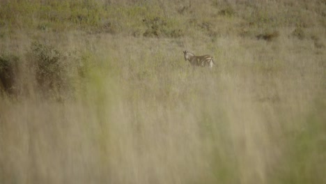 Long-Shot-of-Zebra-in-the-distance-slow-motion-4k