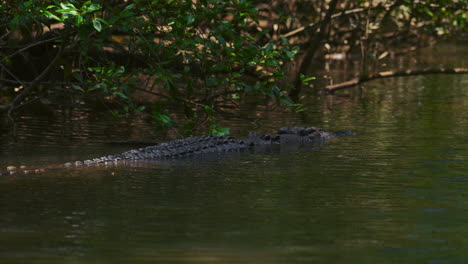 Gefährliches-Krokodil,-Das-In-Einem-Mangrovenfluss-Schwimmt
