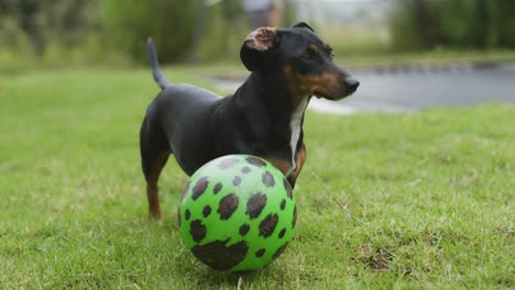 Nahaufnahme-Eines-Kleinen-Schwarzen-Hundes-Neben-Einem-Schwanzwedelnden-Ball,-Zeitlupe-4k