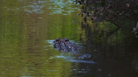 Krokodil,-Das-In-Einer-Flussnahaufnahme-Schwimmt