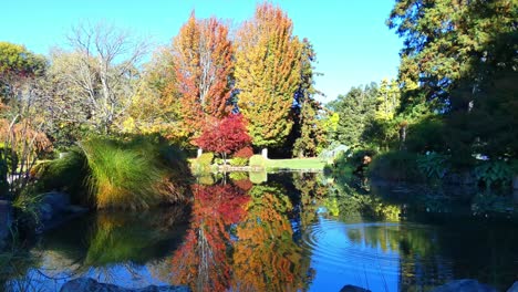 Concentric-rings-of-pond-water-disrupt-stunning-reflection-of-Autumn-colors-before-clearing---Hagley-Park,-Christchurch