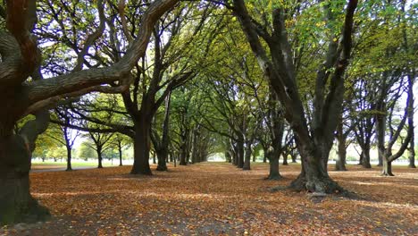 Slow-walk-on-carpet-of-fallen-leaves-through-gallery-of-oak-trees-in-early-Autumn---Hagley-Park,-Christchurch