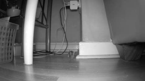 Eine-Maus-Bleibt-Stehen-Und-Starrt-Auf-Eine-Indoor-Trail-Kamera