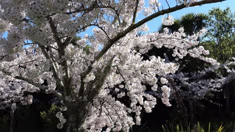 Slow-walk-in-shade-of-beautiful-cherry-blossom-tree-with-turn-to-reveal-others---Christchurch,-New-Zealand