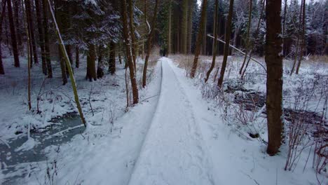 A-path-leading-through-the-forest