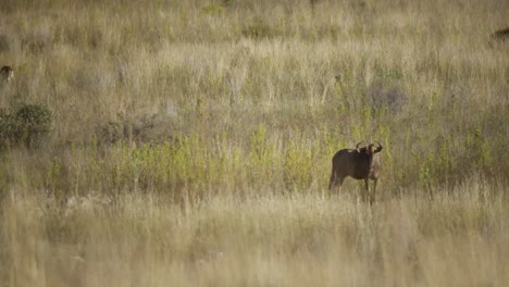 Long-Shot-of-A-Wildebeest-in-the-Savannah-4k