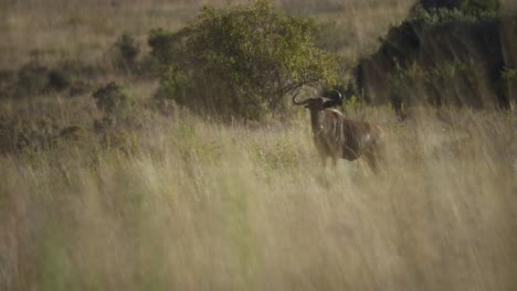 Close-Up-Fade-into-Wildebeest-Fade-Out-Slow-Motion-4k
