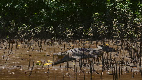 Salzwasserkrokodil-Beim-Sonnenbaden-In-Einem-Mangrovenfluss