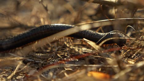 Zoom-Close-up-Slow-Motion-of-Centipede-walking-across-grass