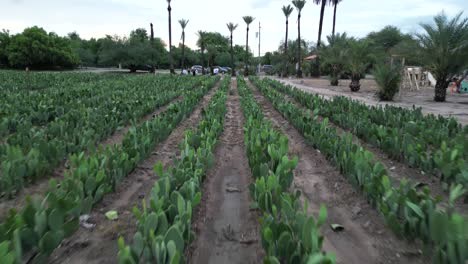 aerial-drone-video-over-nopales-field-in-mexico