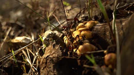 Close-Up-on-Mushrooms-on-Wood