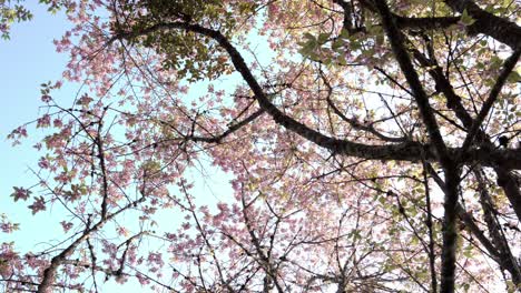 Rosa-Blätter-Sauerkirschbaum,-Prunus-Cerasoides,-Schwenken-Im-Niedrigen-Winkel-Mit-Blauem-Himmel