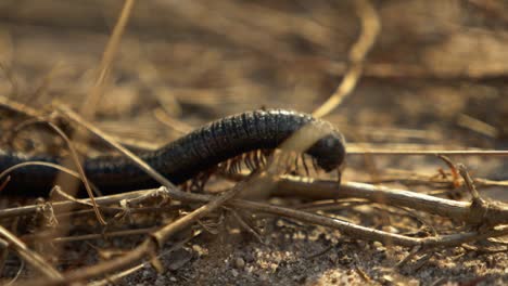Close-Up-Slow-Motion-of-Centipede-Crawling-over-Dry-Grass