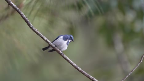 Ultramarine-Flycatcher-Bird-Perch-on-Branch-and-Fly-Away