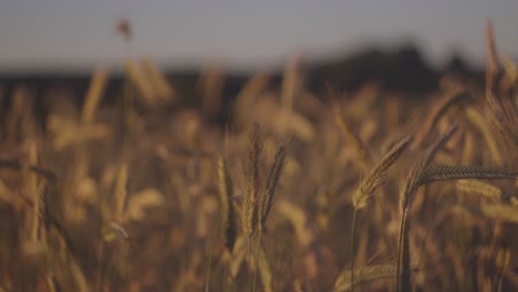 Ein-Selektives-Fokusvideo-Die-Weizenspitzen-Auf-Dem-Feld-An-Einem-Sonnigen-Tag-Mit-Unscharfem-Hintergrund