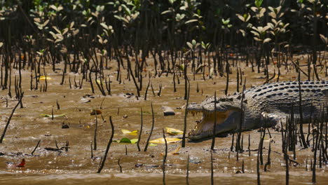 Gefährliches-Krokodil-Beim-Sonnenbaden-In-Einem-Mangrovenfluss