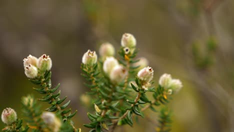 Zeitlupe-Nahaufnahme-Pfanne-Links-Von-Weißen-Blumen-Auf-Einem-Busch