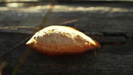 Pan-Left-Close-Up-of-Mushroom-on-Tree