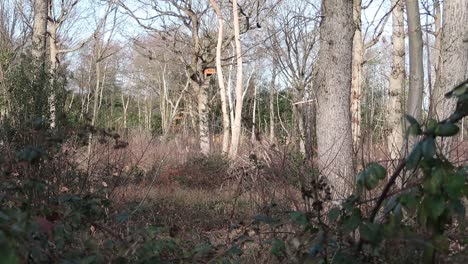 Coppiced-forest-clearing-in-winter-sunshine