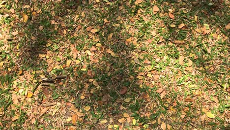 small-green-and-brown-leaves-on-ground,-view-from-above,-pan-and-rotate-moving