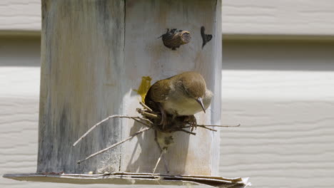Swainson’s-Warbler-exiting-an-old-birdhouse.-Slow-motion