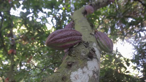 Gruppe-Von-Roten-Kakaofrüchten,-Die-An-Einem-Baum-Hängen