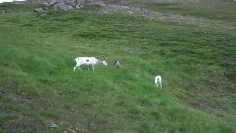 Rentierherde-Im-Wilden-Norwegen,-Das-Gras-Frisst