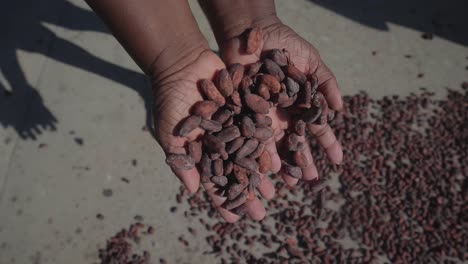 Getrocknete-Natürliche-Kakaobohnen,-Die-Aus-Den-Händen-Einer-Schwarzen-Person-Fallen