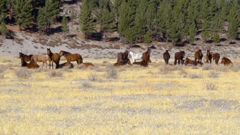 A-pano-shot-of-a-big-herd-of-horses