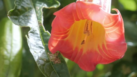 Extravagante-Flor-Naranja-Y-Amarilla-En-Medio-De-La-Vegetación-Verde