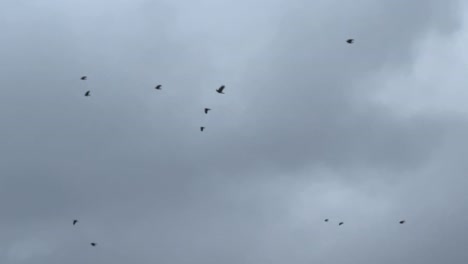 Schwarm-Schwarzer-Vögel,-Die-Gegen-Grauen-Bewölkten-Himmel-Fliegen