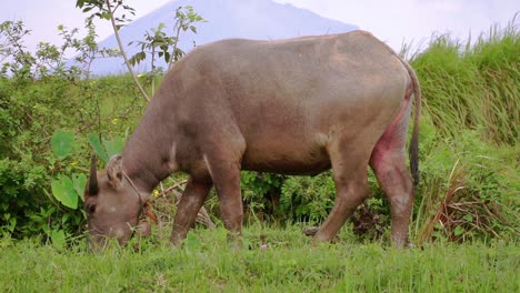 El-Búfalo-Asiático-Está-Comiendo-Hierba-Y-Es-Liberado-En-El-Prado