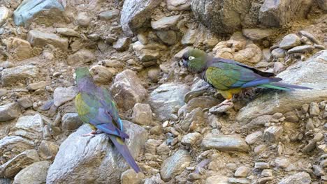 A-pair-of-Blue-crowned-Parakeets-on-a-cliff,-natural-habitat