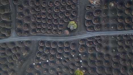 Lovely-aerial-view-flight-White-car-parking-on-black-volcano-ash-track-in-Vineyard,-Lanzarote-Canary-Islands-Spain,-sunny-day-2023